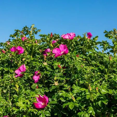 Deichperle Mit Bemberg Airspace Sauna *