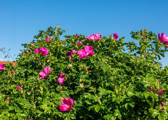 Deichperle Mit Bemberg Airspace Sauna *